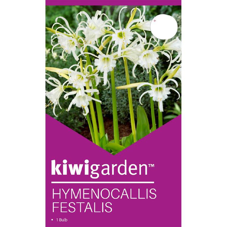 Kiwi Garden Hymenocallis Festalis 1 Pack, , hi-res