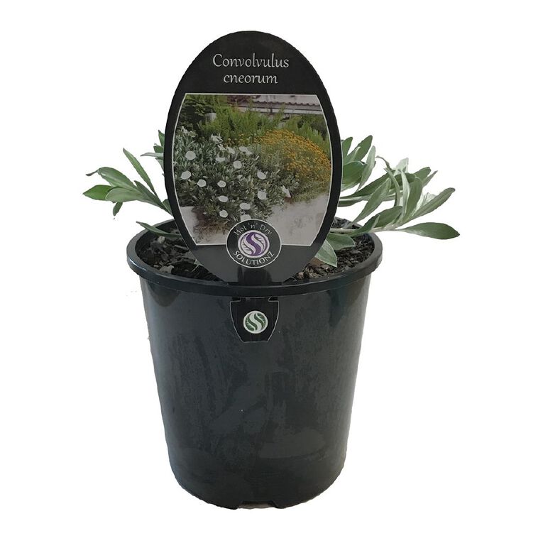 Convolvulus Cneorum Potted Plant - 1.9L, , hi-res