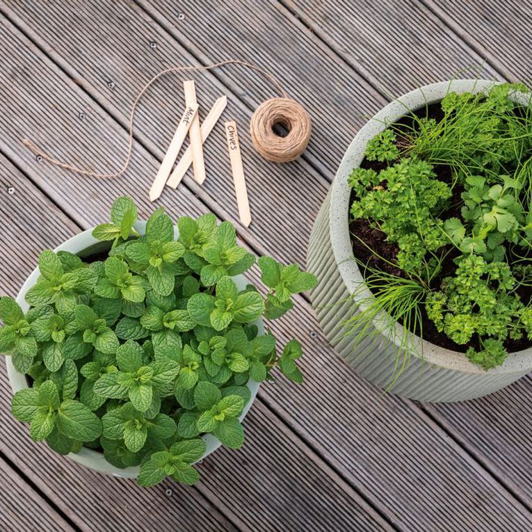 Growherbs Mint Common, , hi-res