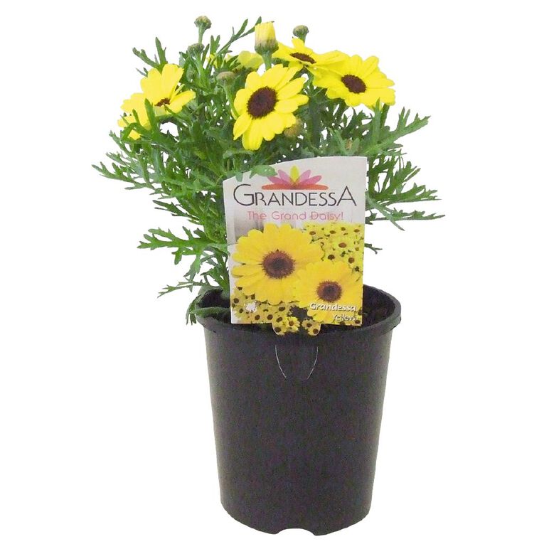 Grandesca Daisy  1.3L Pot, , hi-res