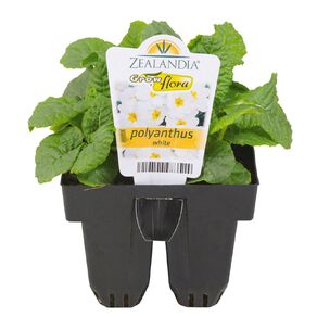 Growflora Polyanthus White