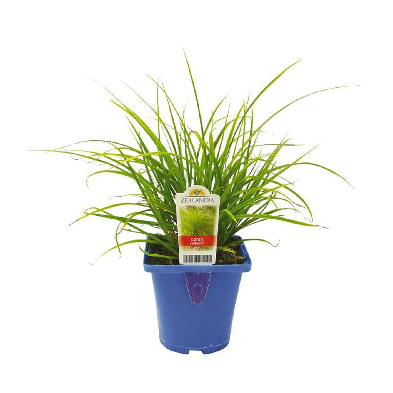 Landscape Grass Carex Comans Green 10cm Pot, , hi-res