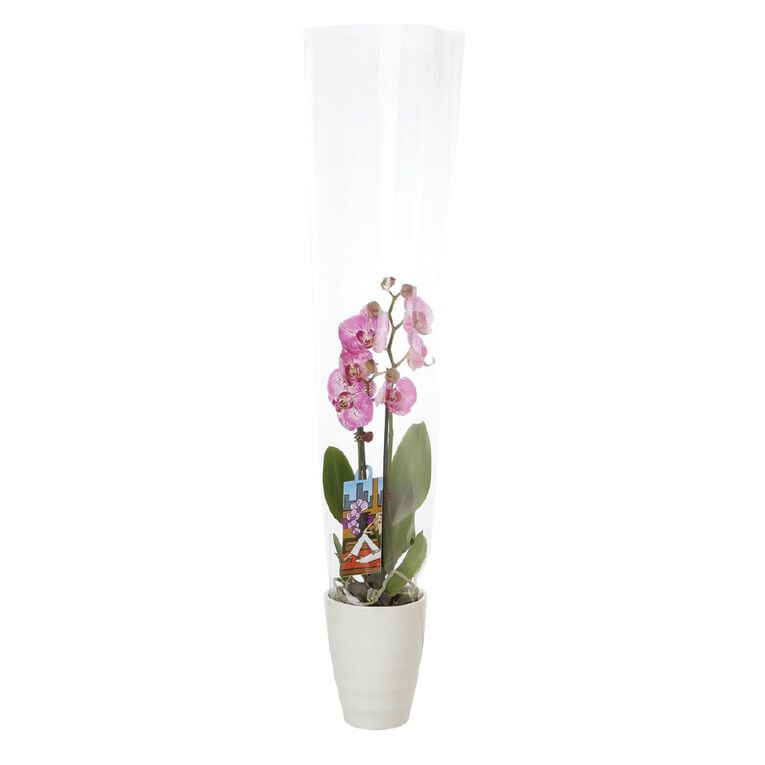 Phalaenopsis Orchid Ceramic 12cm Pot, , hi-res