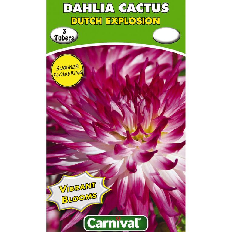 Kiwi Garden Dahlia Bulb Single Variety 3 Pack, , hi-res