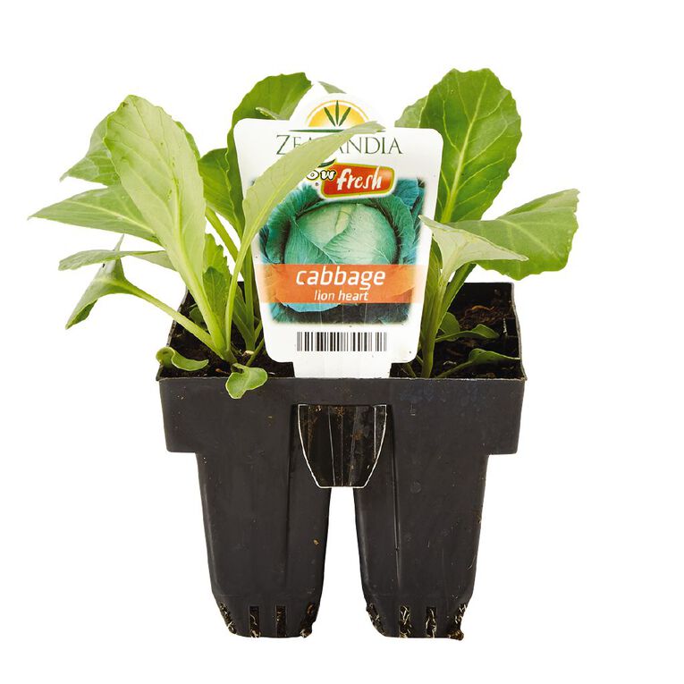 Growfresh Cabbage Lion Heart, , hi-res