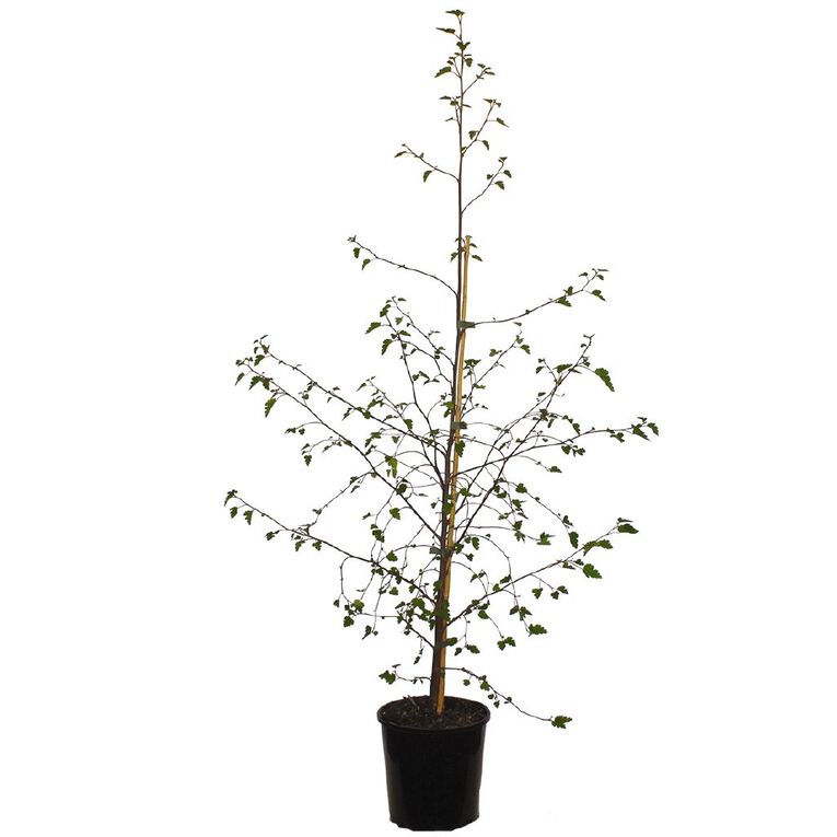 Plagianthus Ribbon Wood 3.3L Pot, , hi-res