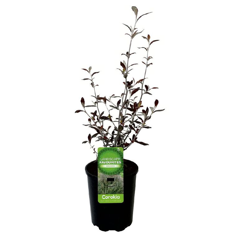 Landscape Favourites 1L Pot Assorted, , hi-res