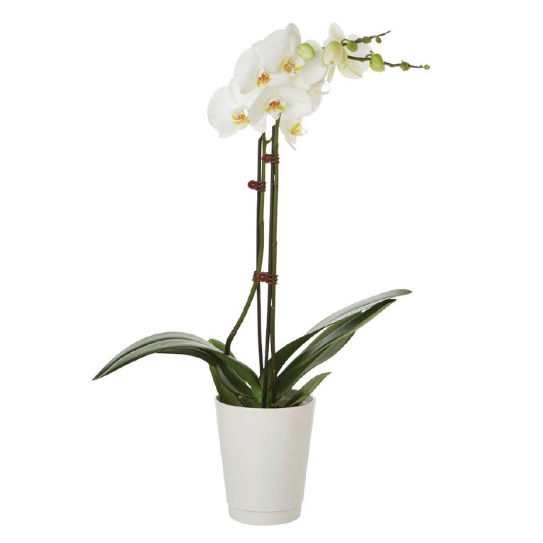 Phalaenopsis Orchid Ceramic 12cm Pot, , hi-res