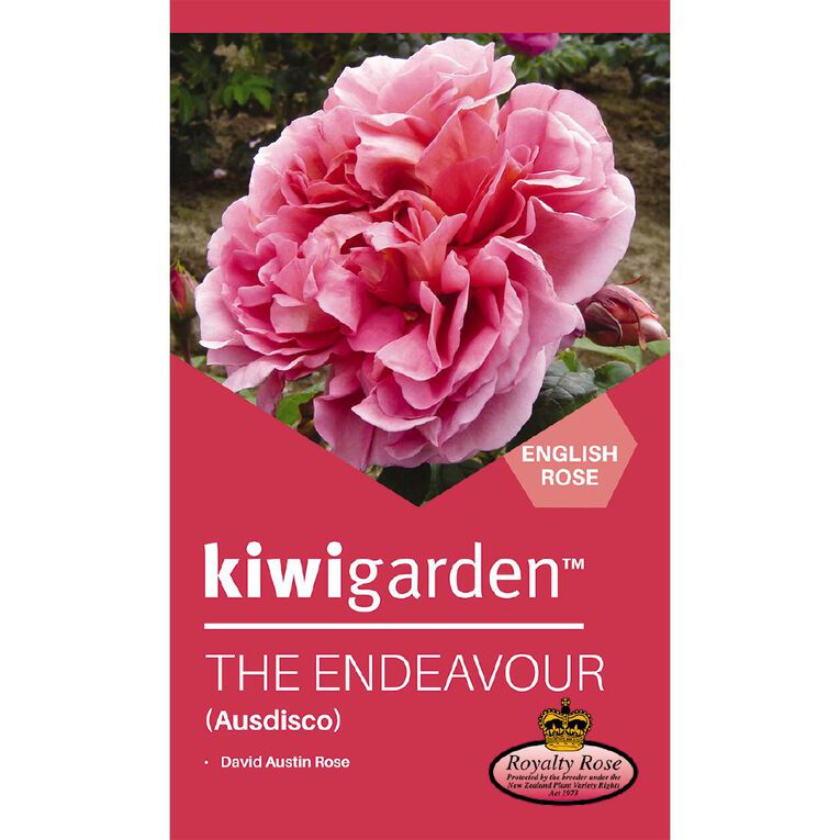 Kiwi Garden Old English Rose Potted, , hi-res