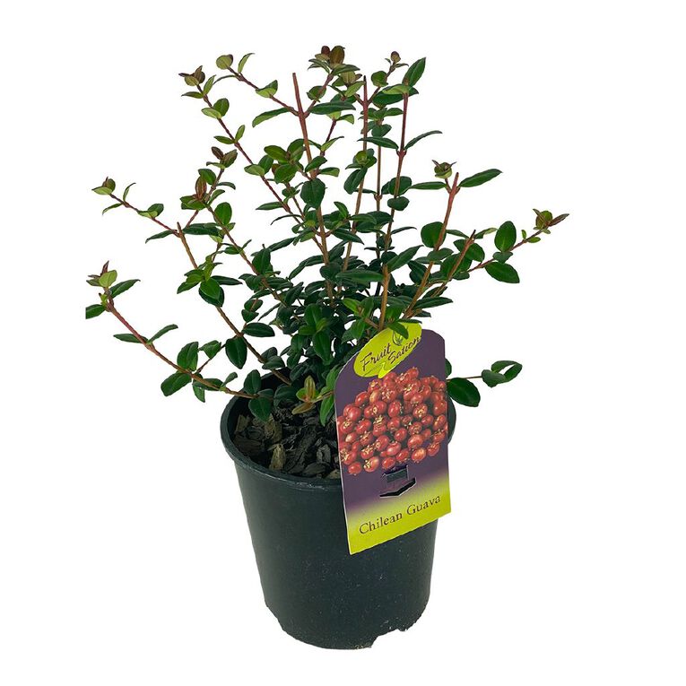 Chilean Guava 1.9L, , hi-res