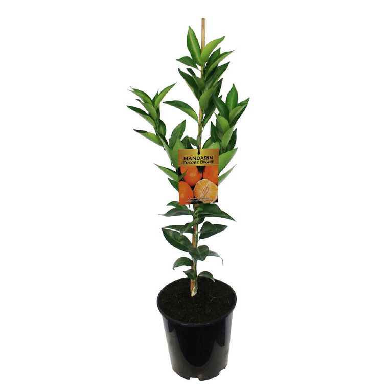 Citrus Mandarin Dwarf 4.7L, , hi-res