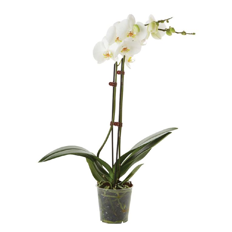Phalaenopsis Orchid Promo Pot, , hi-res