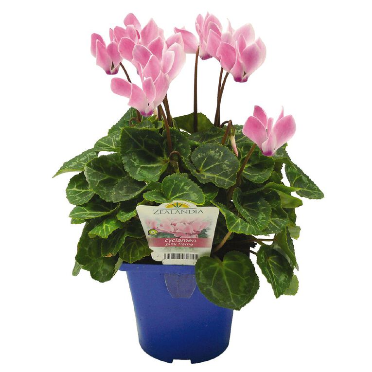 Elite Outdoor Cyclamen Mix 10cm Pot, , hi-res