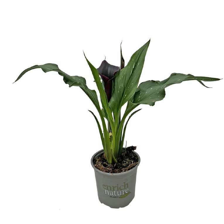 Zantedeschia 13cm, , hi-res