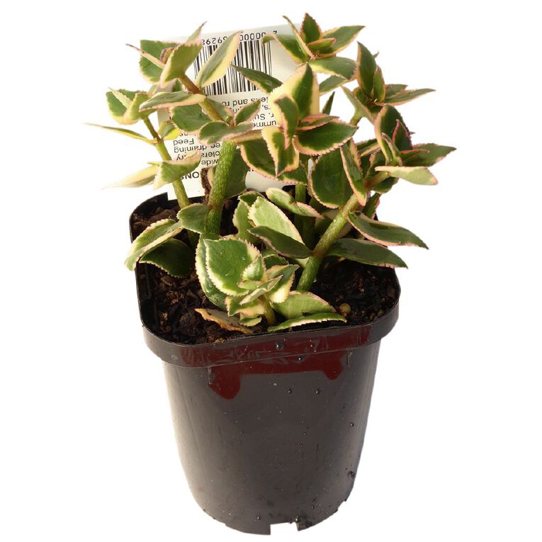 Succulents 9cm Pot, , hi-res