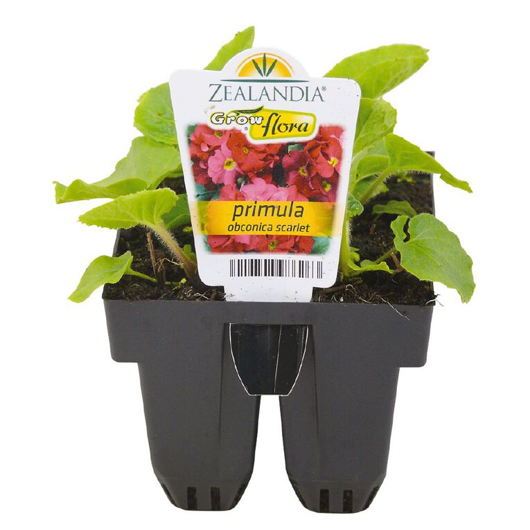 Growflora Primula Obconica Scarlet, , hi-res