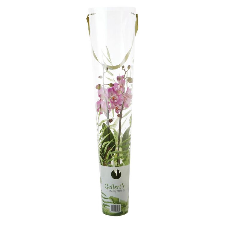 Phalaenopsis Orchid Promo Pot, , hi-res