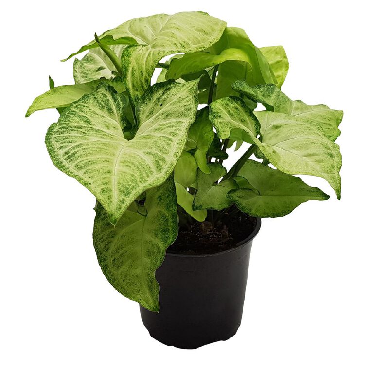 Syngonium White Butterfly 12cm, , hi-res