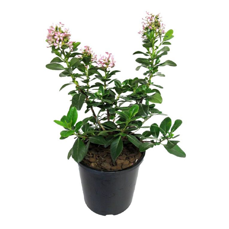 Escallonia Pink Elle 2.4L Pot, , hi-res