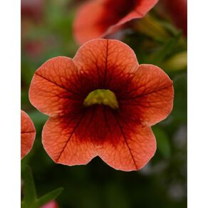 Calibrachoa 10cm