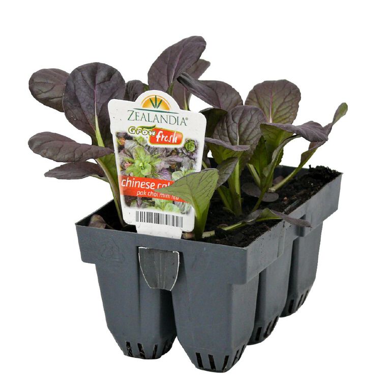 Growfresh Pak Choi Mini Red, , hi-res
