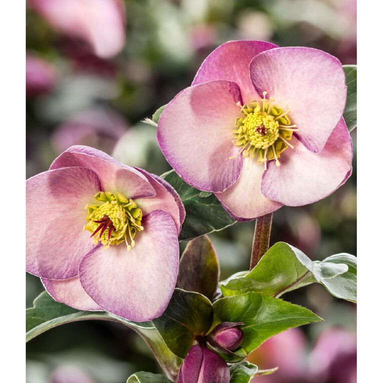 Helleborous 2.4L, , hi-res