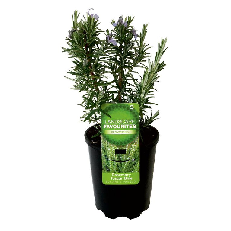 Landscape Favourites 1L Pot Assorted, , hi-res