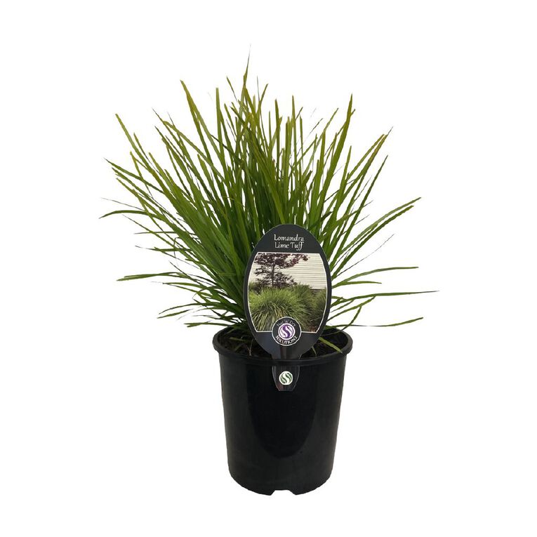 Lomandra Lime Turf 1.9L, , hi-res
