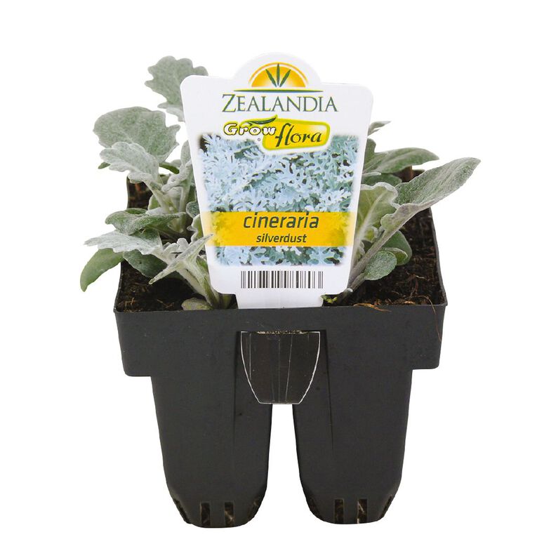 Growflora Cineraria Silverdust, , hi-res