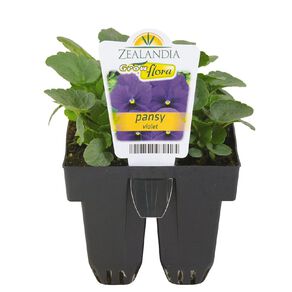 Growflora Pansy Violet