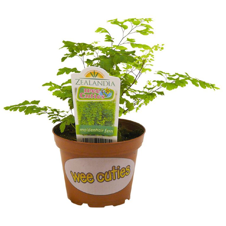 Indoor Wee Cuties Baby Houseplant 8cm Pot, , hi-res