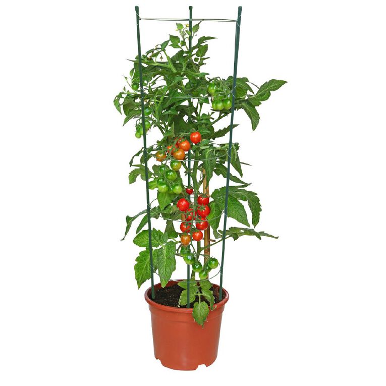 Egmont 5 Ring Plant Support 150cm, , hi-res