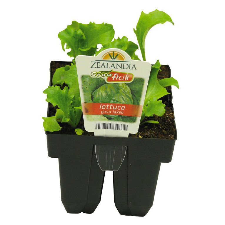 Growfresh Lettuce Great Lakes, , hi-res