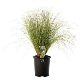 Carex Frosted Curls 1.5L Pot