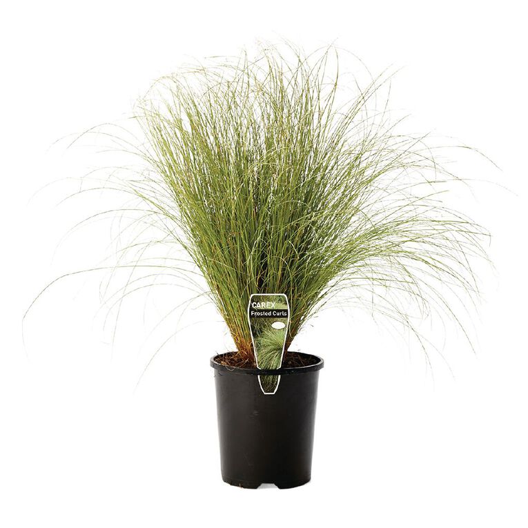 Carex Frosted Curls 1.5L Pot, , hi-res
