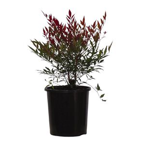 Nandina Potted Plant Assorted 2.5L