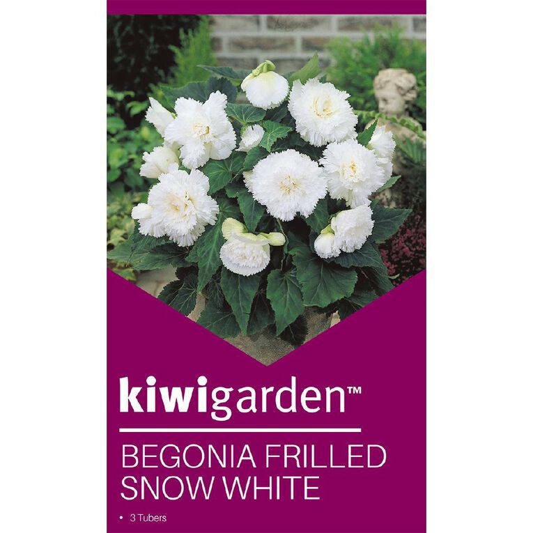 Kiwi Garden Begonia Tuber Frilled Single Variety 3 Pack, , hi-res