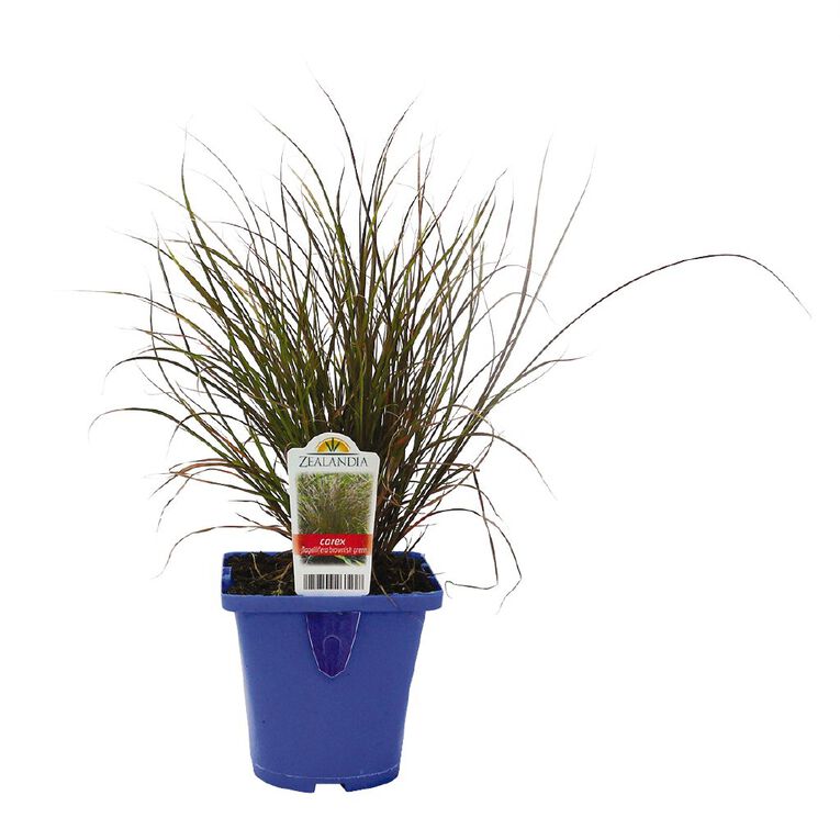 Landscape Grass Carex Comans Green 10cm Pot, , hi-res
