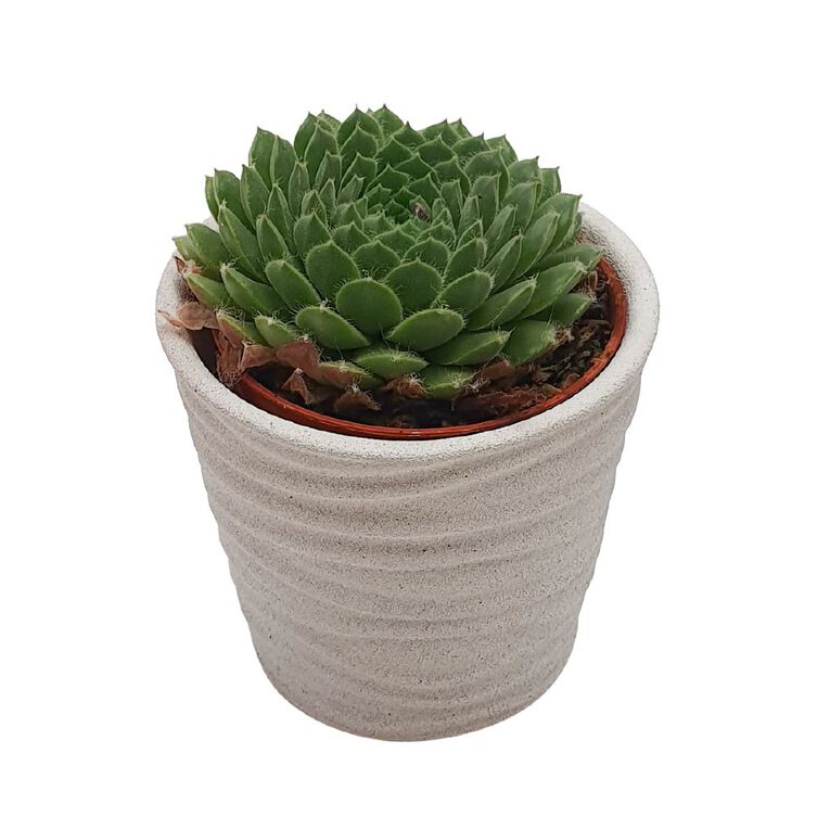 Succulents in Ceramics, , hi-res