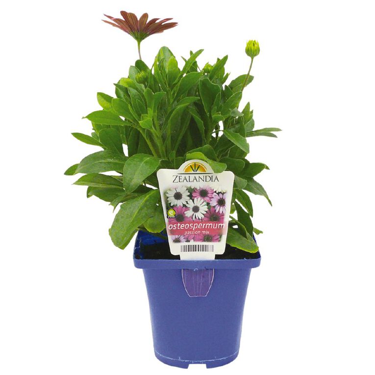 Elite Osteospermum Akila Grand Canyon Mix 10cm Pot, , hi-res