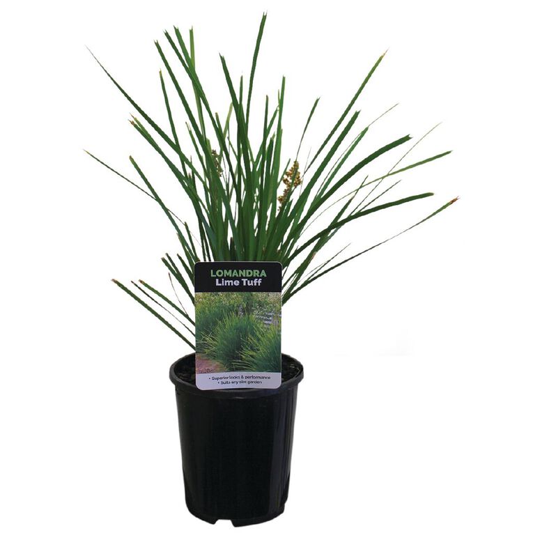 Lomandra Potted Plant Assorted 1L, , hi-res