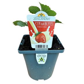 Single Strawberry Assorted 10cm Pot