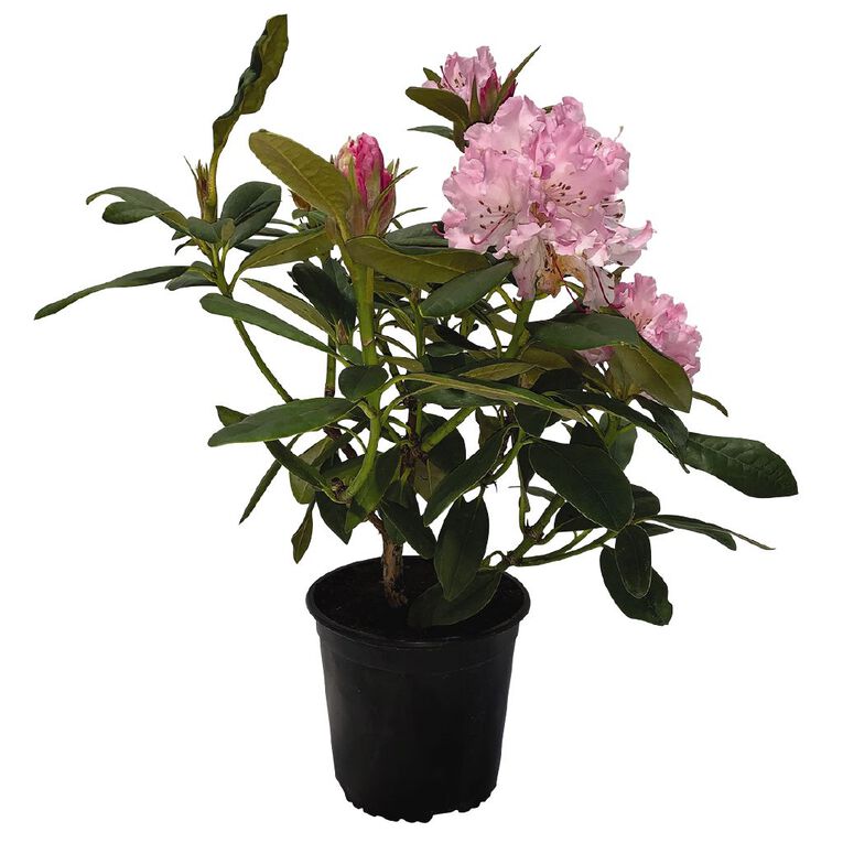 Rhododendron Potted Plant - 2.5L Assorted, , hi-res