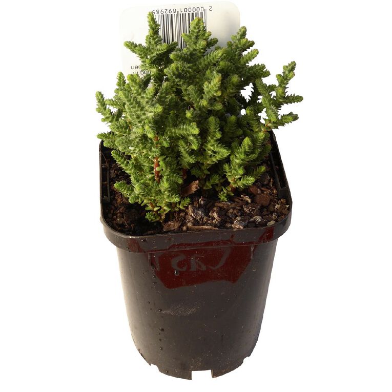 Succulents 9cm Pot, , hi-res
