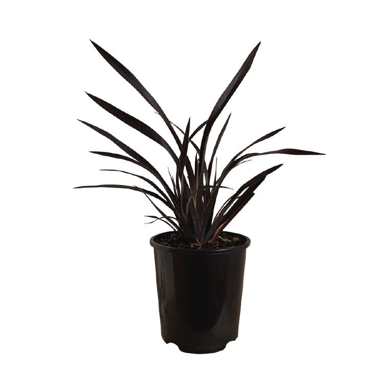Astelia Westland Potted Plant - 1.9L, , hi-res