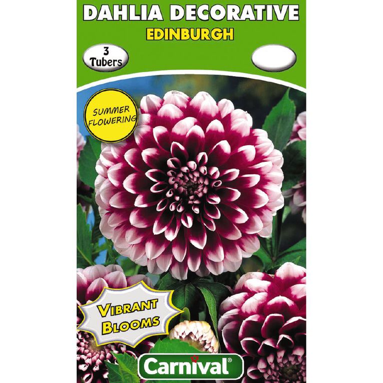 Kiwi Garden Dahlia Bulb Single Variety 3 Pack, , hi-res