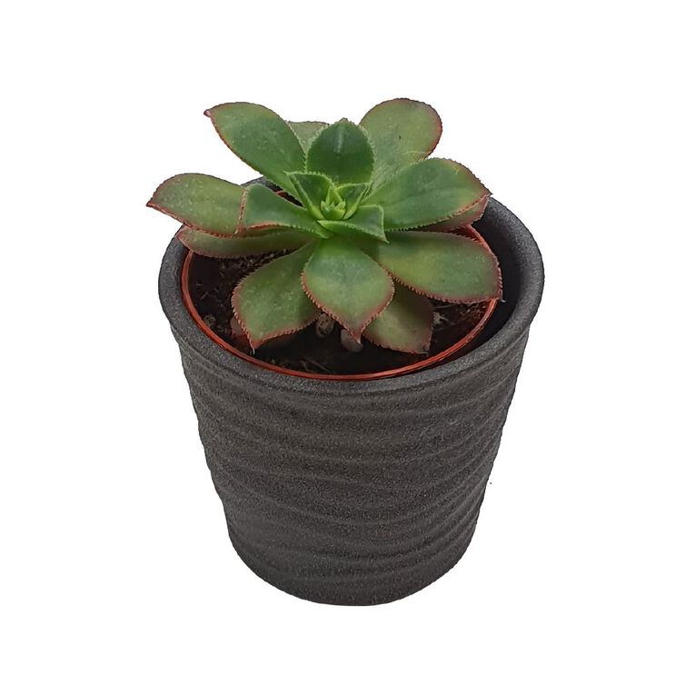 Succulents in Ceramics, , hi-res