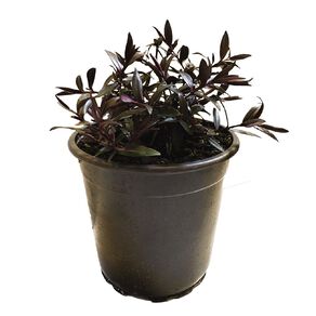 Hebe Pretty n Pink Potted Plant 2.4L