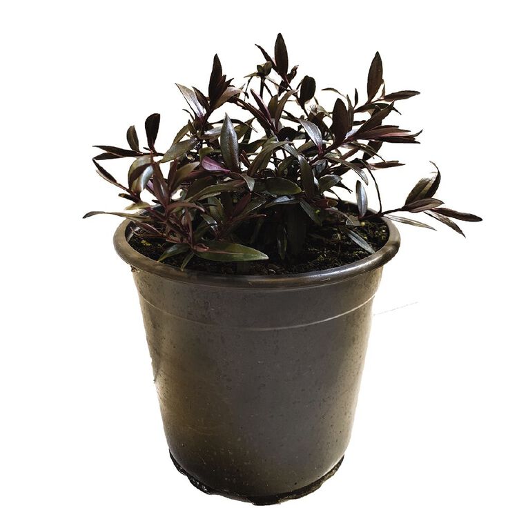 Hebe Pretty n Pink Potted Plant 2.4L, , hi-res