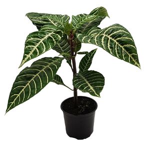 Aphelandra 12cm